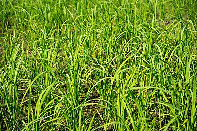 《Little Orpheus》宣布延期 曾登陆IOS平台、获好评