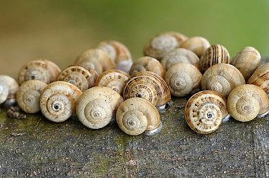 《匹诺曹的谎言》DLC确认于公司2024财年推出